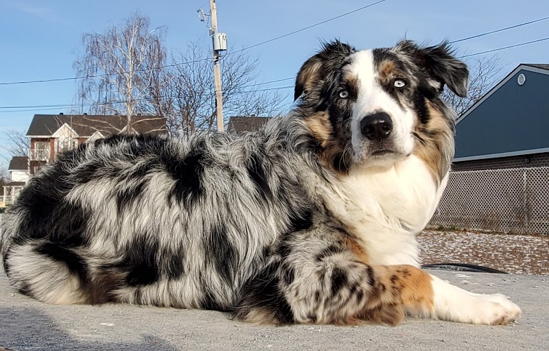 Parc canin dog park in Sainte-Catherine, Quebec