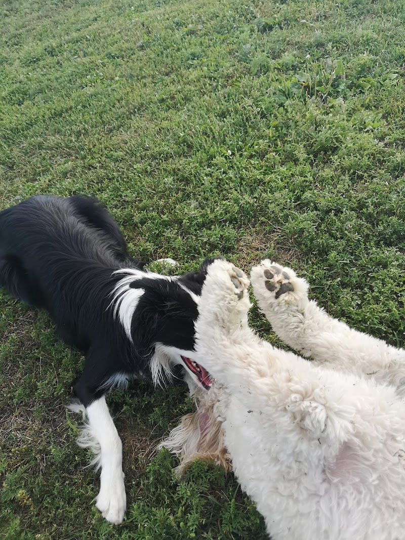 Brossard Dog Park dog park in Brossard, Quebec