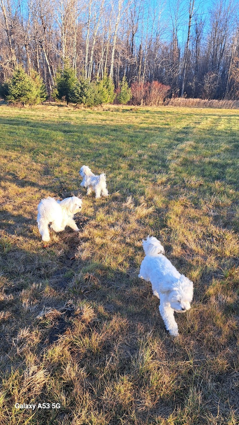 Dog Park dog park in Candiac, Quebec