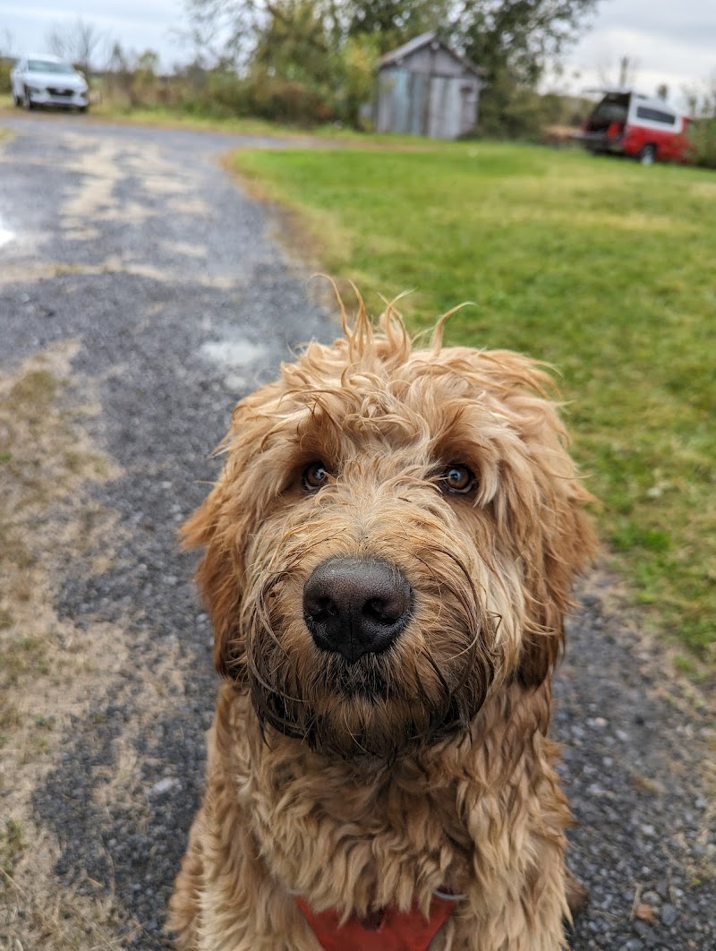 Dog Park dog park in Candiac, Quebec