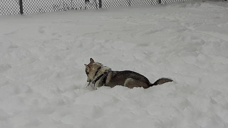 Louis-Cyr dog park dog park in Montreal, Quebec