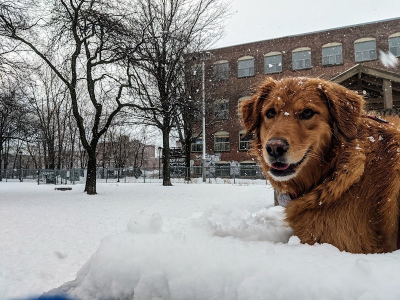 Louis-Cyr dog park dog park in Montreal, Quebec