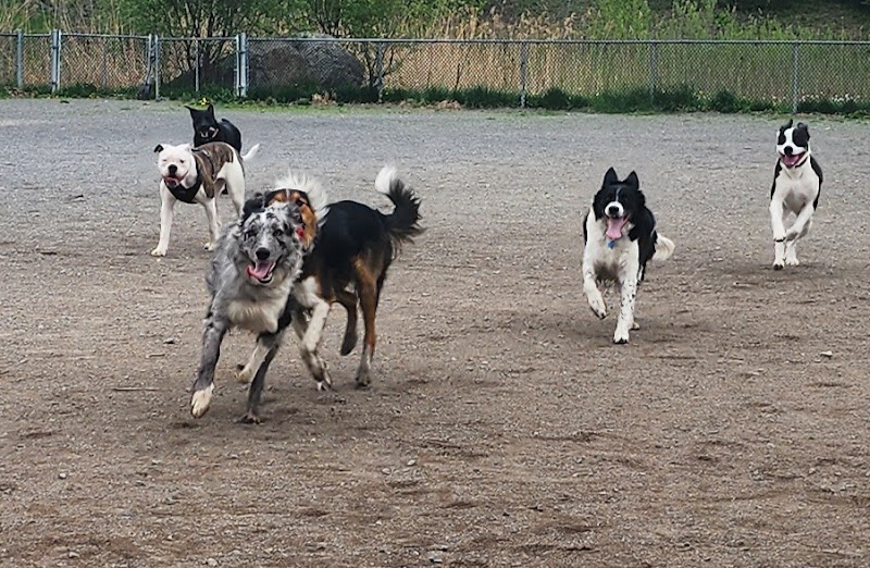Parc canin dog park in Saint-Jérôme, Quebec