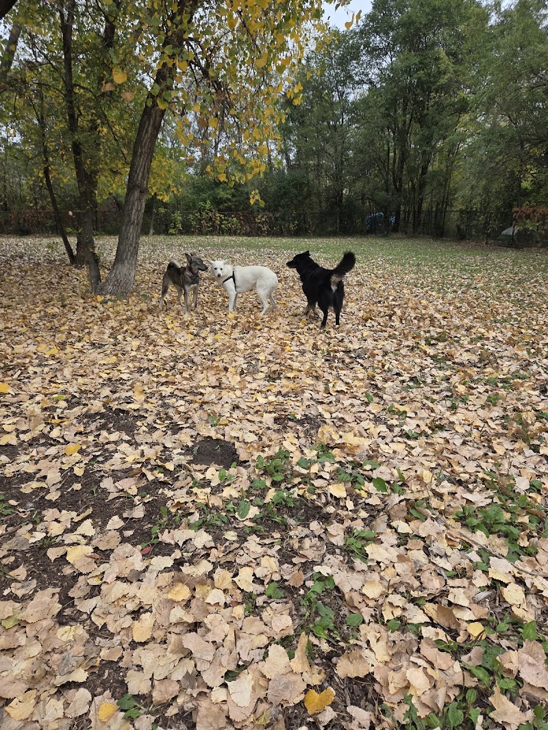 Champion Dog Park dog park in Verdun, Quebec
