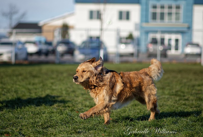 Lavaltrie dog park dog park in Lavaltrie, Quebec