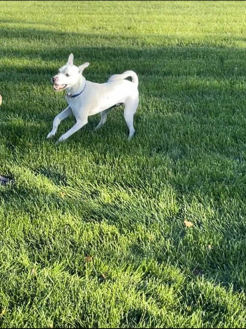 Lavaltrie dog park dog park in Lavaltrie, Quebec