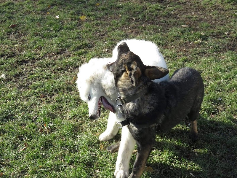 Dog Park dog park in L'Île-Perrot, Quebec