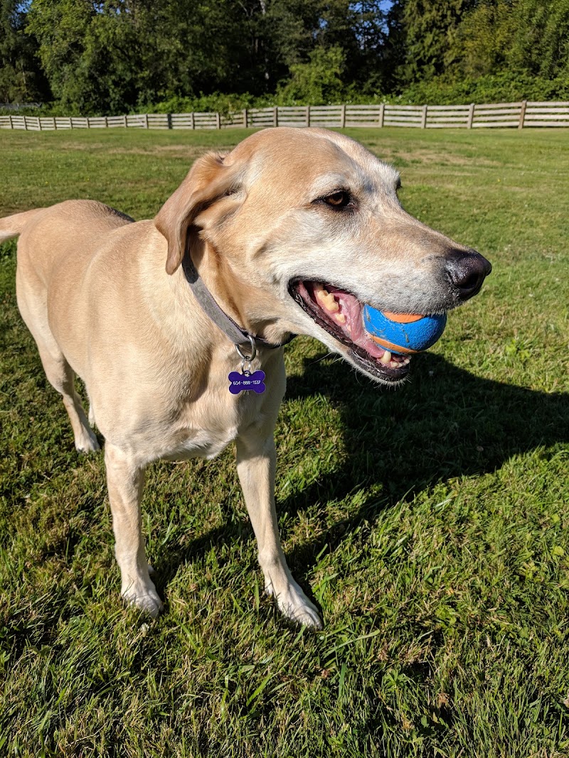 Port Kells Substation Off-Leash Dog Park dog park in Langley Twp, British Columbia