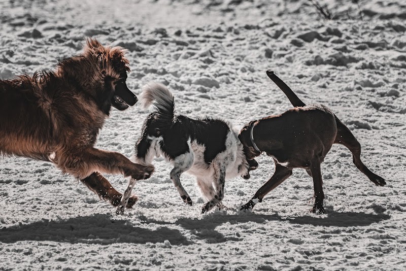 Castlegar Dog Park dog park in Castlegar, British Columbia