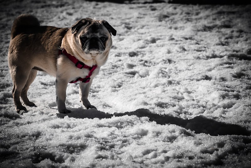 Castlegar Dog Park dog park in Castlegar, British Columbia