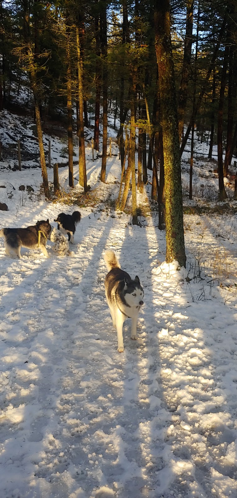 Lake Country Dog Park dog park in Lake Country, British Columbia