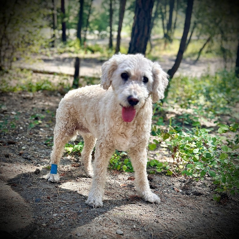 Lake Country Dog Park dog park in Lake Country, British Columbia