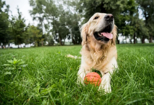 Lake Country Dog Park dog park in Lake Country, British Columbia