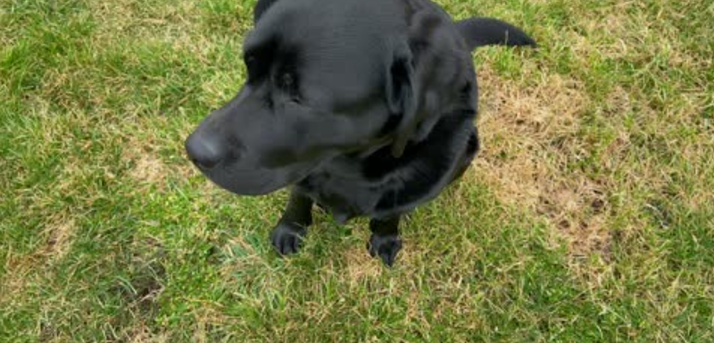 Creekside Off-Leash Dogpark dog park in Coldstream, British Columbia