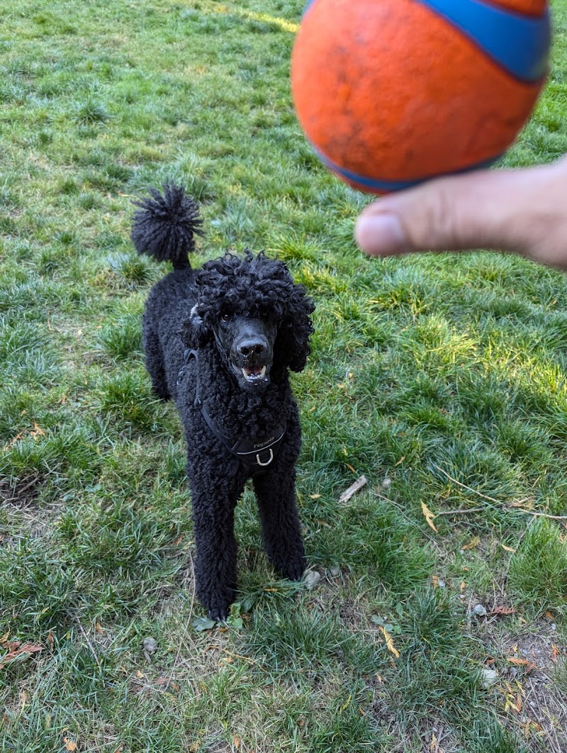 Dog Park dog park in Sunshine Coast Regional District, British Columbia