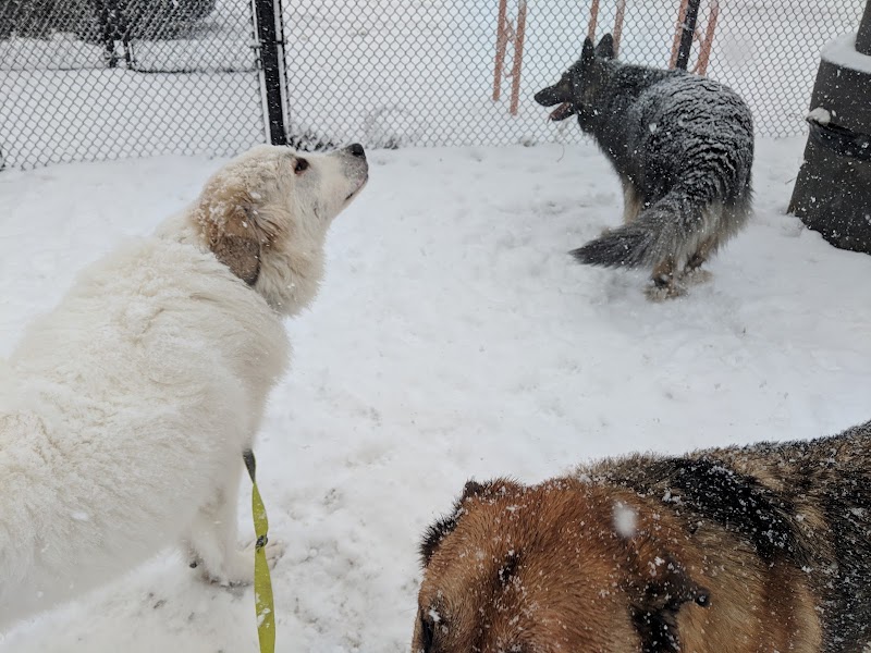 Ellis Creek Dog Park dog park in Penticton, British Columbia