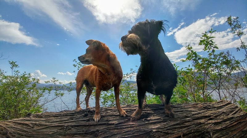 Skaha Dog Park with Beach Access dog park in Penticton, British Columbia