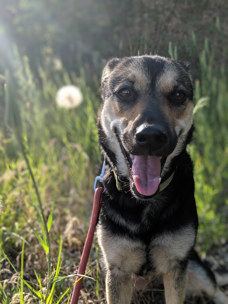 Vi Morphet Meadows Dog Park dog park in Coldstream, British Columbia