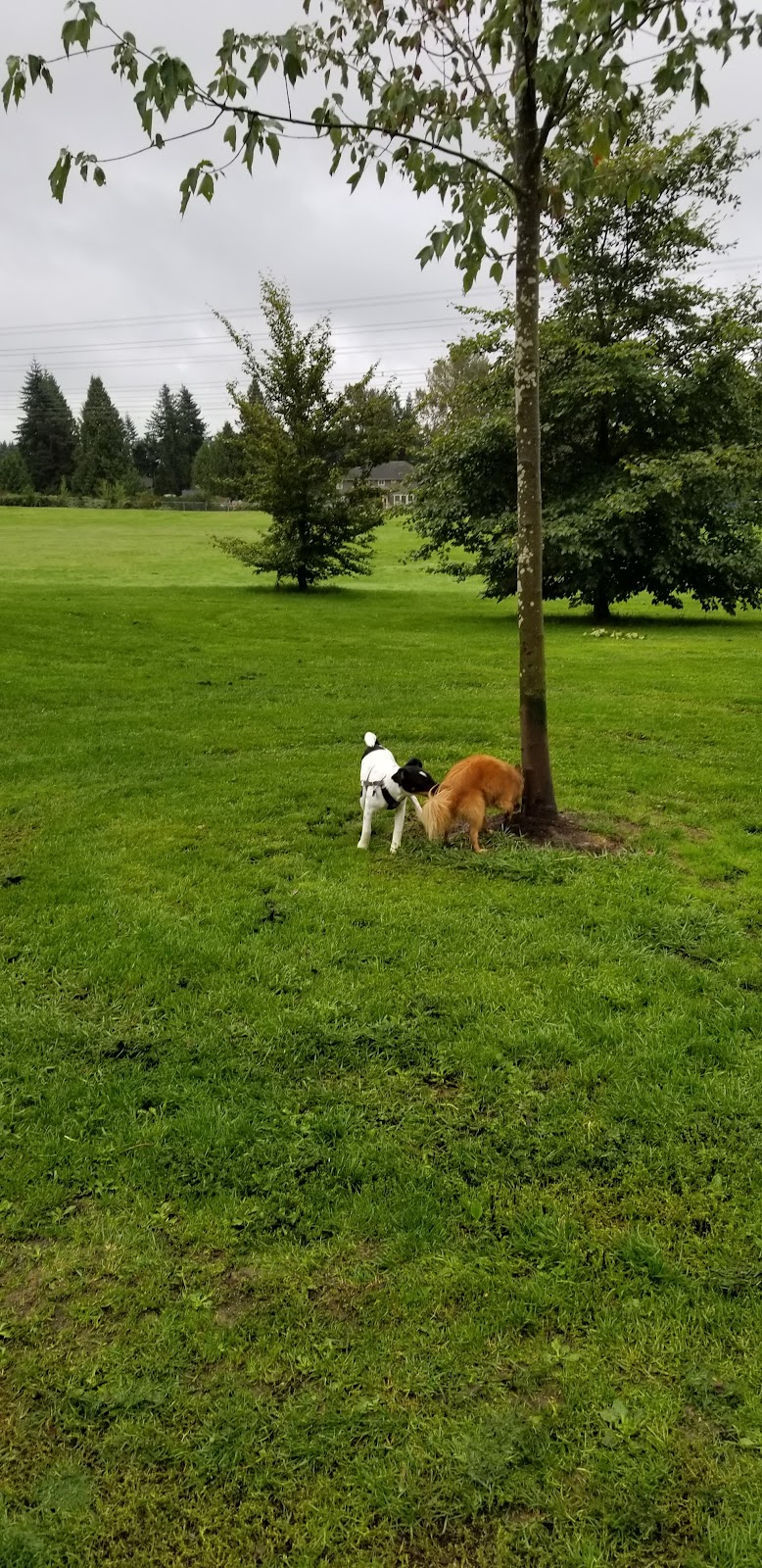 Uplands Dog Off Leash Park dog park in Langley, British Columbia