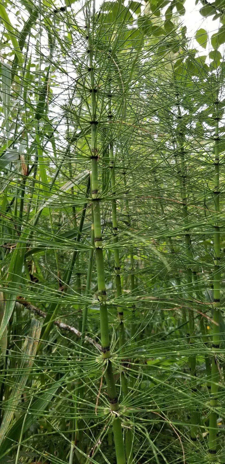 Old Yale Park & Off Leash area dog park in Langley Twp, British Columbia