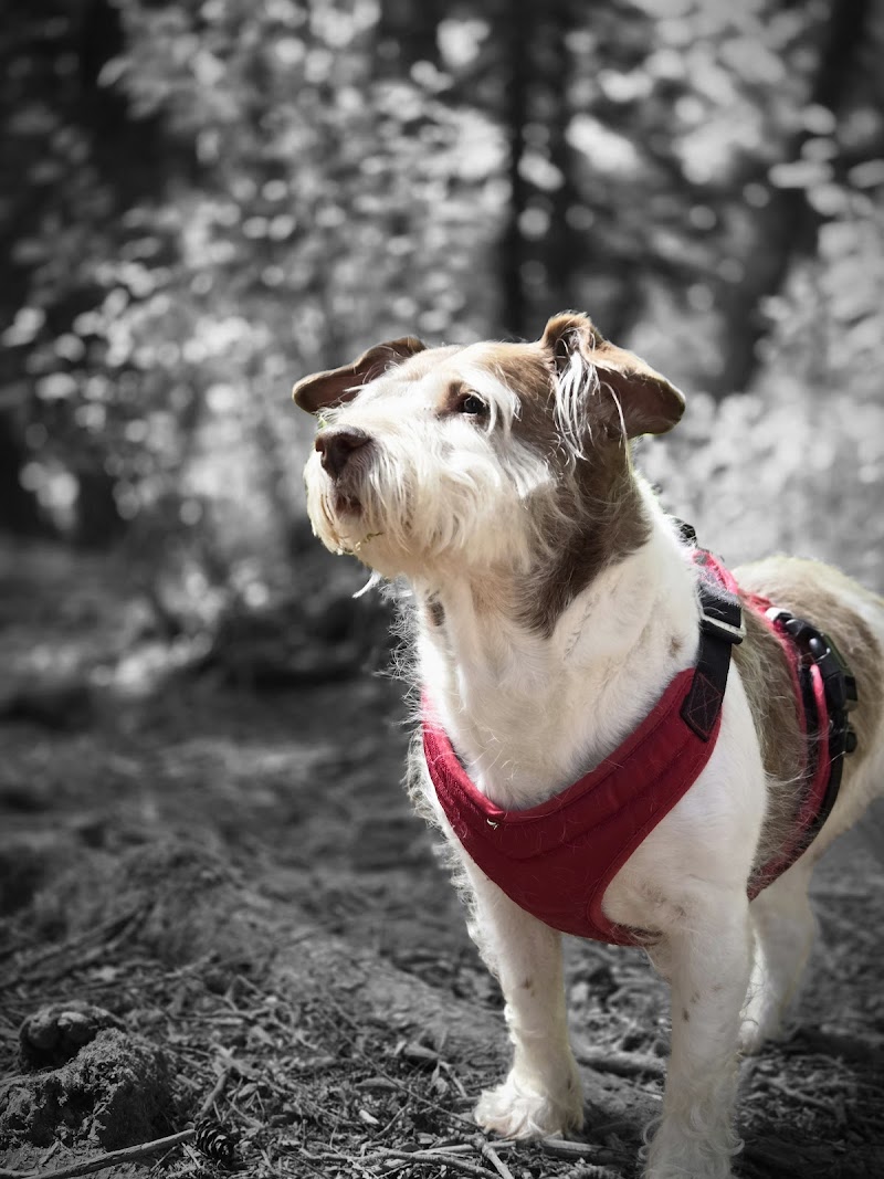 Westview Park Off-Leash Area dog park in Maple Ridge, British Columbia