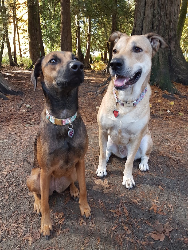 Westview Park Off-Leash Area dog park in Maple Ridge, British Columbia