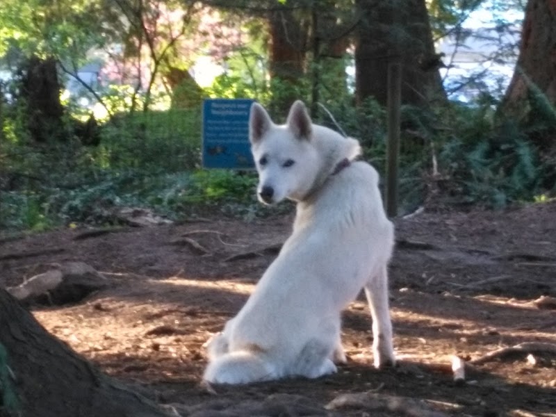 Westview Park Off-Leash Area dog park in Maple Ridge, British Columbia