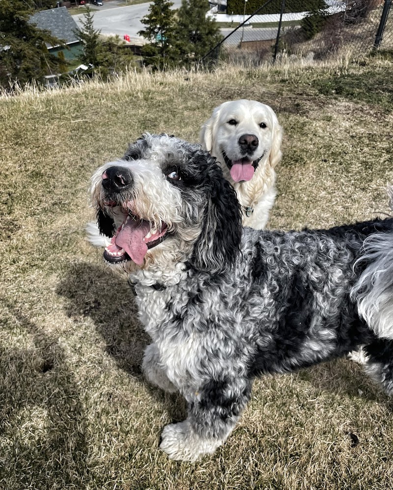 Dog park dog park in Kamloops, British Columbia