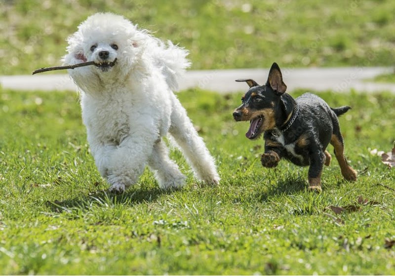 McDonald Dog Park dog park in Kamloops, British Columbia