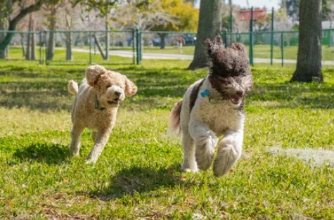 McDonald Dog Park dog park in Kamloops, British Columbia
