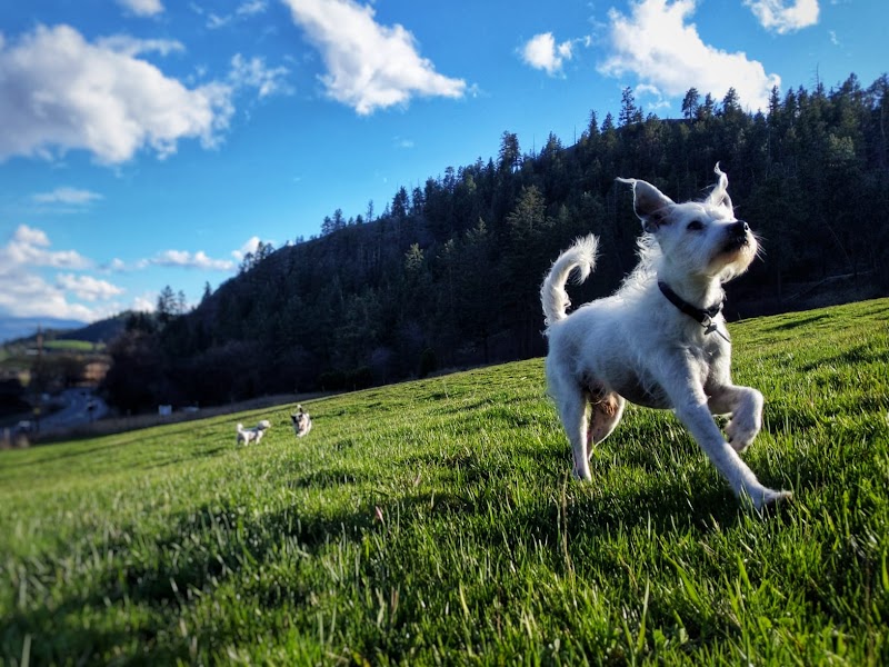 North Glenmore Dog Park dog park in Kelowna, British Columbia
