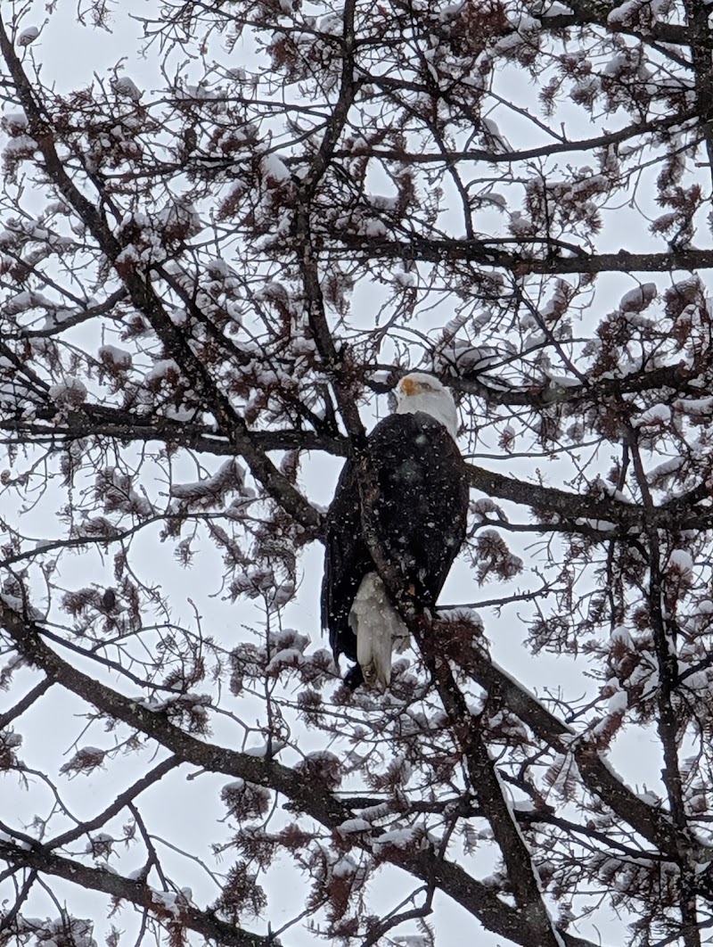 North Glenmore Dog Park dog park in Kelowna, British Columbia
