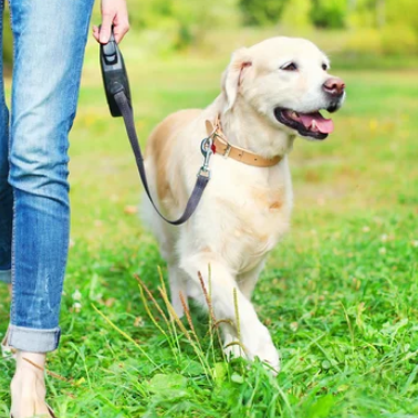 Knox Mountain Off Leash Dog Park dog park in Kelowna, British Columbia