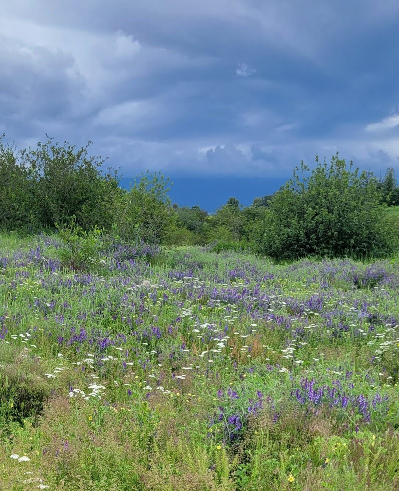 Ellison Dog Park dog park in Kelowna, British Columbia