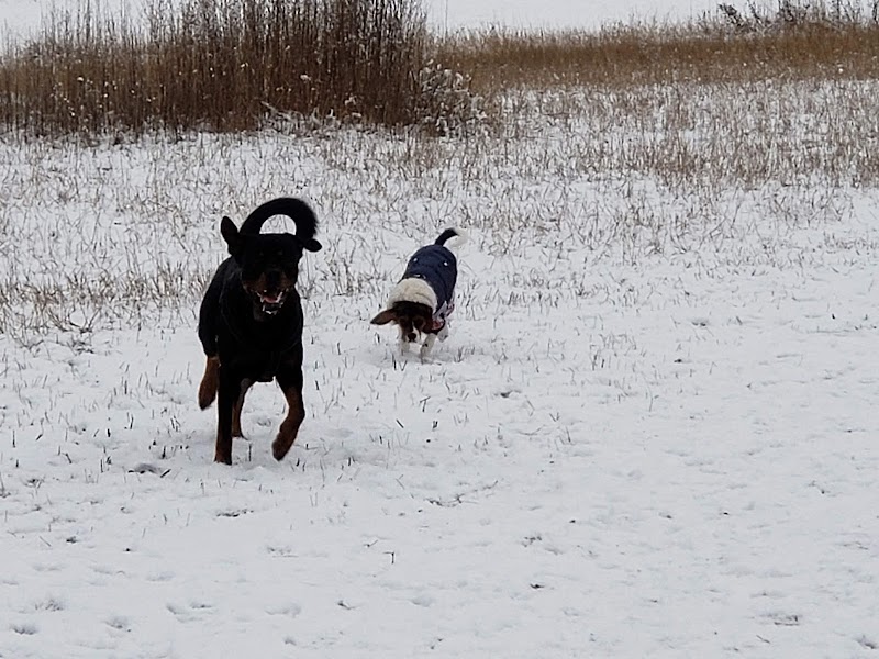 Ellison Dog Park dog park in Kelowna, British Columbia