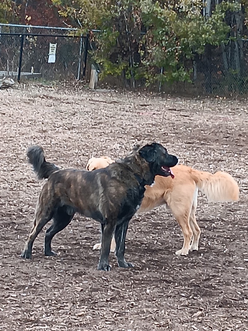 Shannon woods off leash dog park dog park in West Kelowna, British Columbia