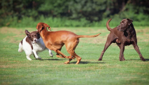 Shannon woods off leash dog park dog park in West Kelowna, British Columbia