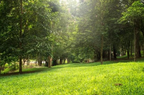 Shannon woods off leash dog park dog park in West Kelowna, British Columbia