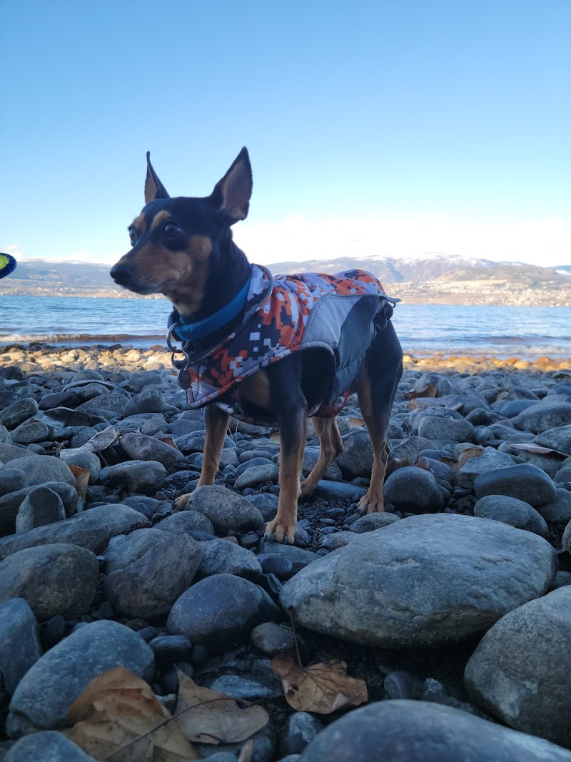 Dog beach dog park in Kelowna, British Columbia