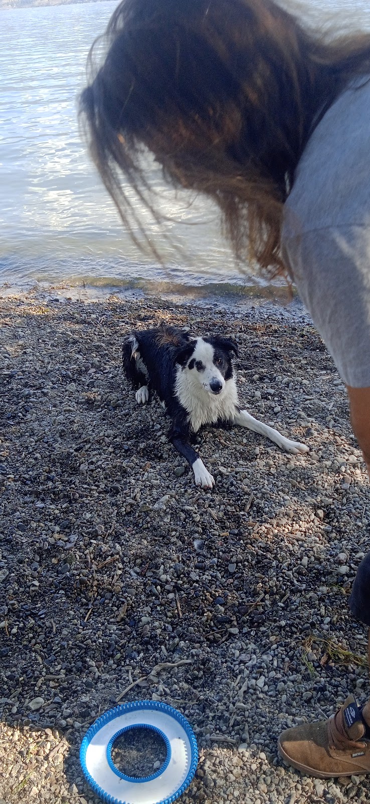 Gellatly Dog Beach dog park in West Kelowna, British Columbia