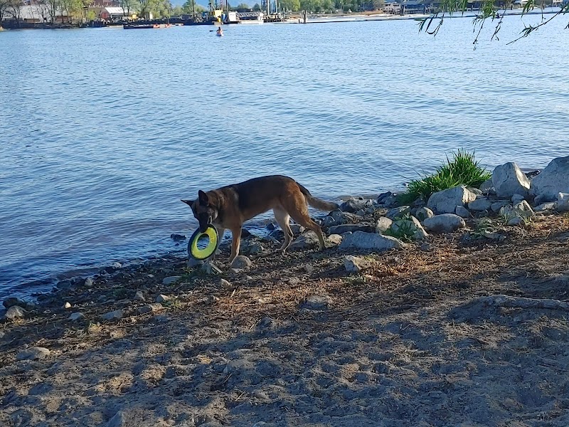 Poplar Point Dog Beach dog park in Kelowna, British Columbia