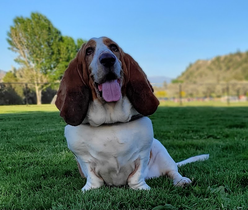 Dallas Dog Park dog park in Kamloops, British Columbia