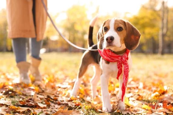 Duchess Park Fenced Dog Park dog park in Prince George, British Columbia