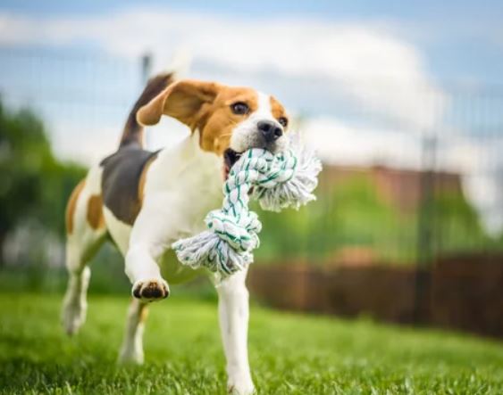 Duchess Park Fenced Dog Park dog park in Prince George, British Columbia