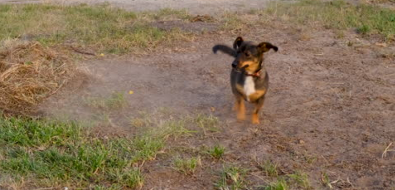 In The Ruff Dog Park dog park in Prince George, British Columbia