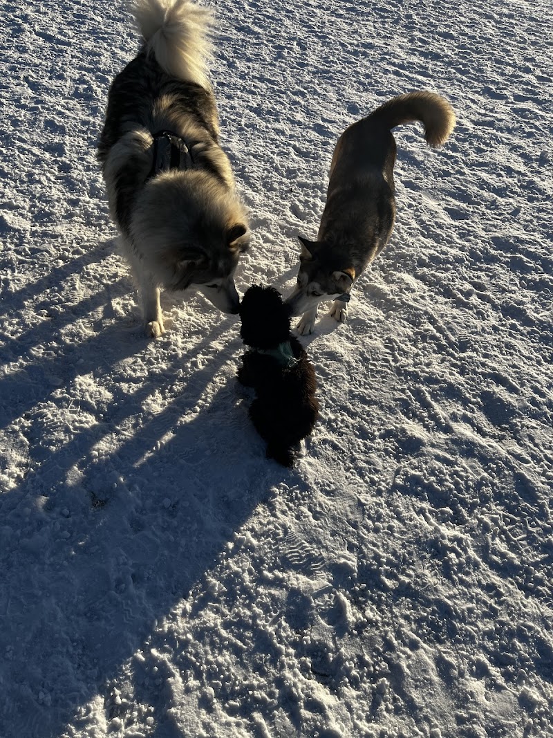 Mackenzie Valley Park Off-Leash Dog Park dog park in Vaughan, Ontario
