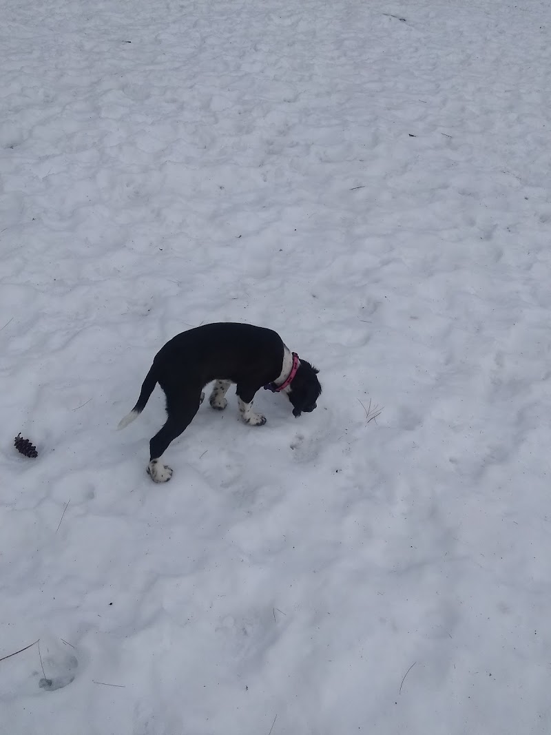 South Shore Vet Dog Park dog park in Bridgewater, Nova Scotia