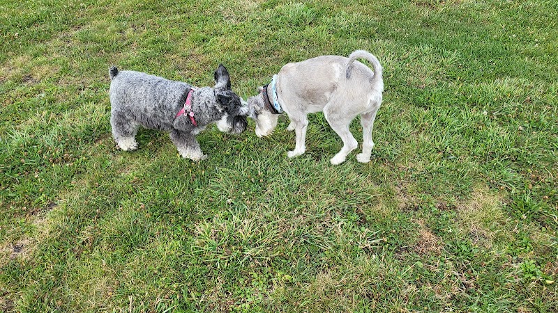 Dieppe Off-Leash Dog Park dog park in Dieppe, New Brunswick