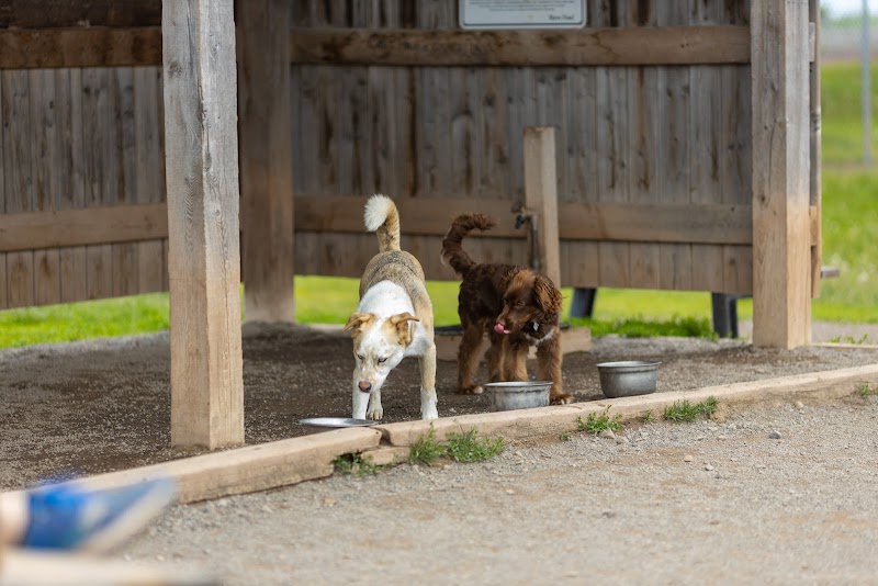 Isaac's Run Dog Park dog park in Riverview, New Brunswick