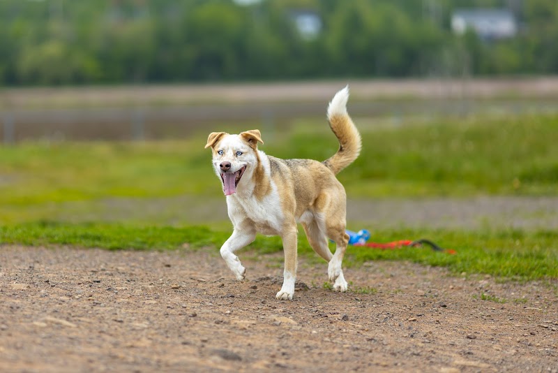 Isaac's Run Dog Park dog park in Riverview, New Brunswick